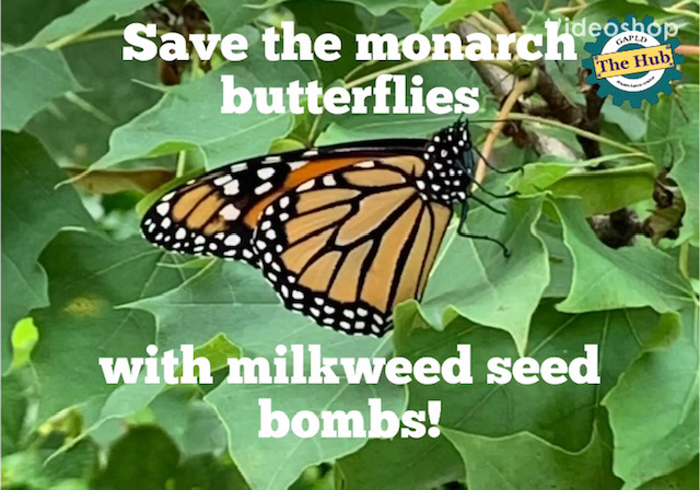 Learn to make milkweed seed bombs and help save Monarch butterflies!